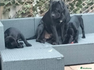 Cane Corso dogs for sale - Advert 1