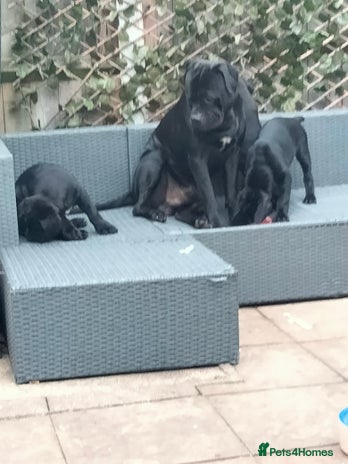 Cane Corso dogs - Advert 1