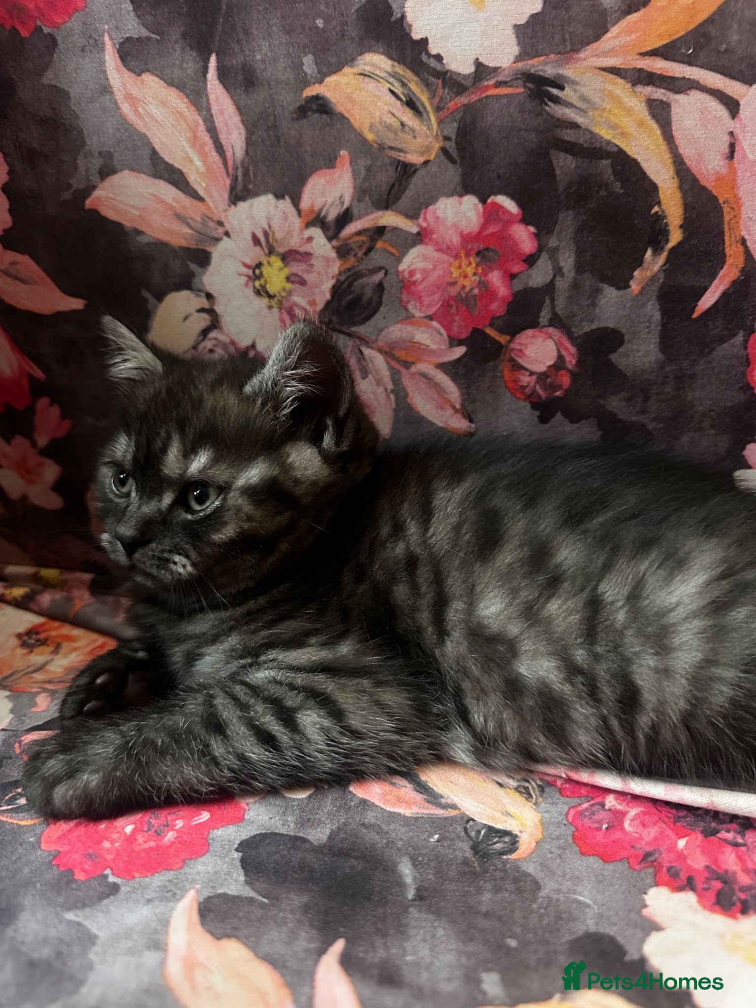 British Shorthair cats British short hair kittens  - Advert 1
