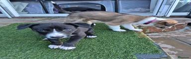 Lurcher 2