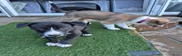 Lurcher dogs for sale: Lurcher pups in Millom - Advert 3