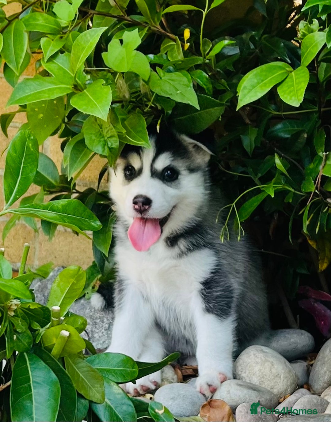 Pomsky dogs for sale:  Beautiful F2b Pomsky Puppies – Health Tested - Image 15