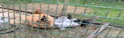Chickens poultry for sale: Pekin bantams for sale, adult and chicks in Crediton - Advert 2