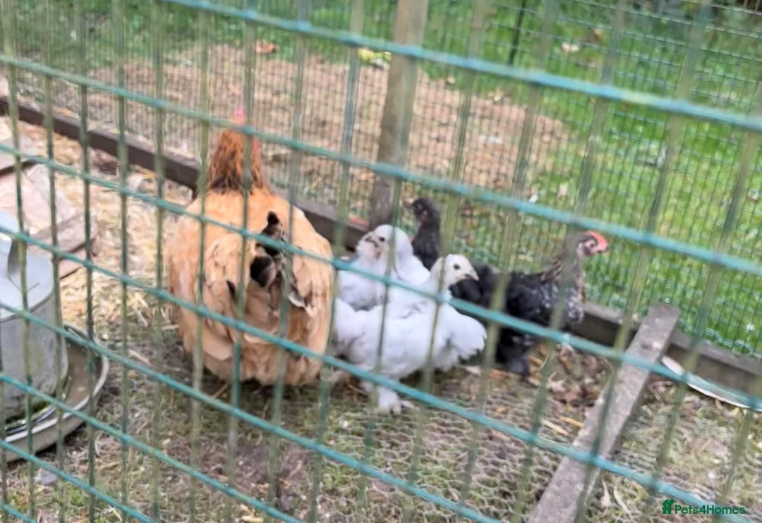 Chickens poultry for sale: Pekin bantams for sale, adult and chicks in Crediton - Advert 2