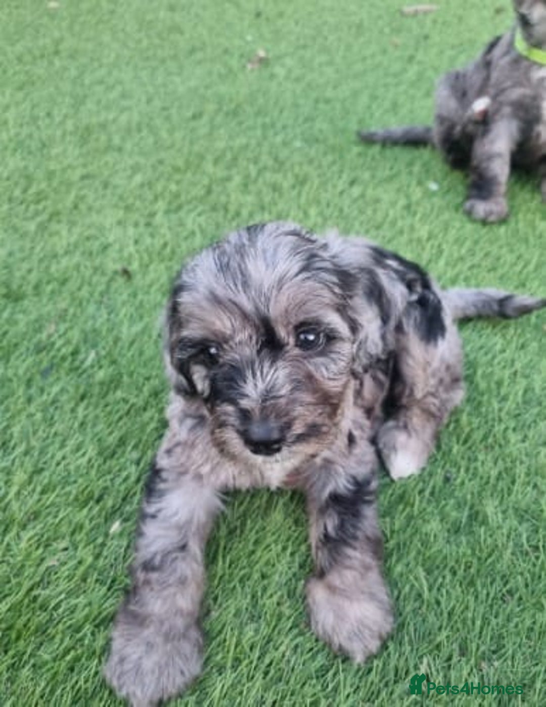 Cockapoo dogs for sale: Adorable Cockapoo Puppies - Image 10