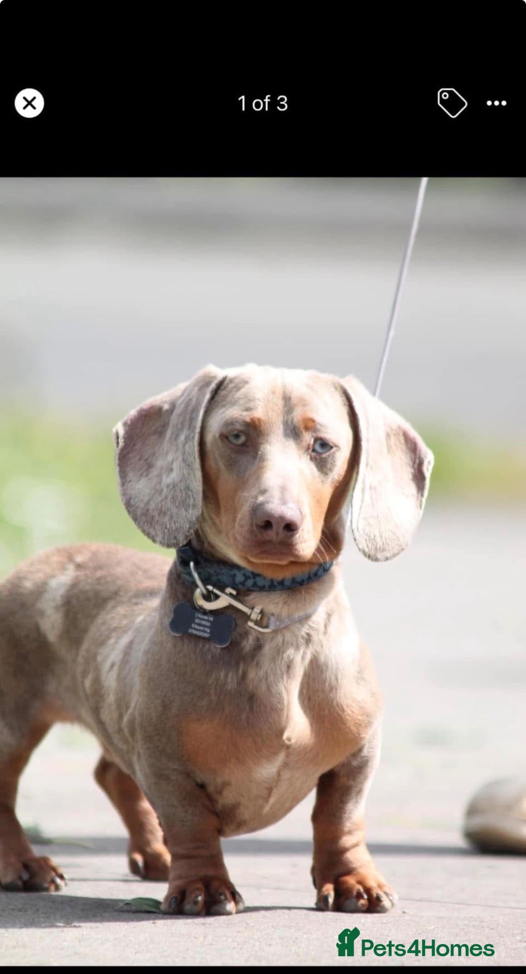 Miniature Dachshund dogs for sale: Miniature dachshunds puppies - Advert 1