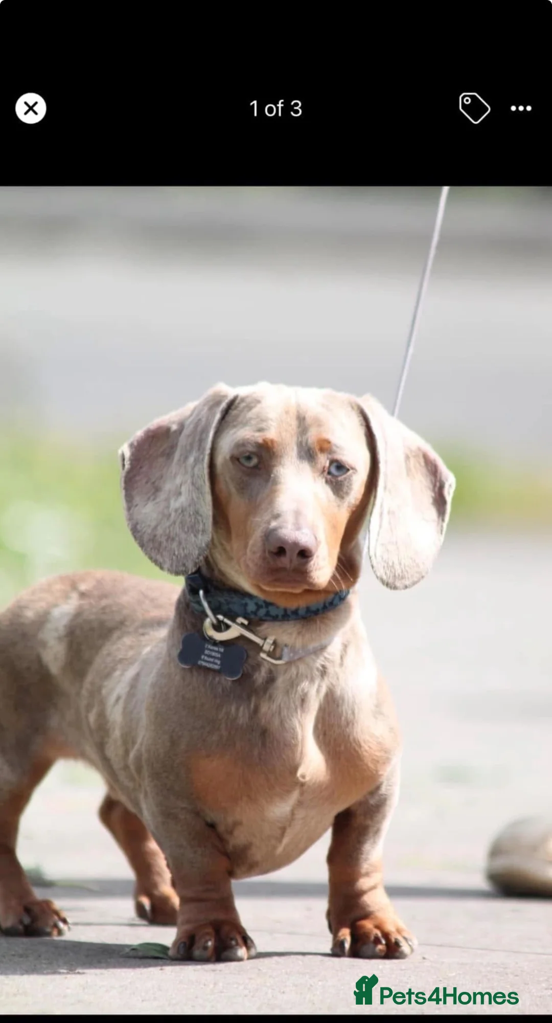 Miniature Dachshund dogs for sale: Miniature dachshunds puppies - Advert 1
