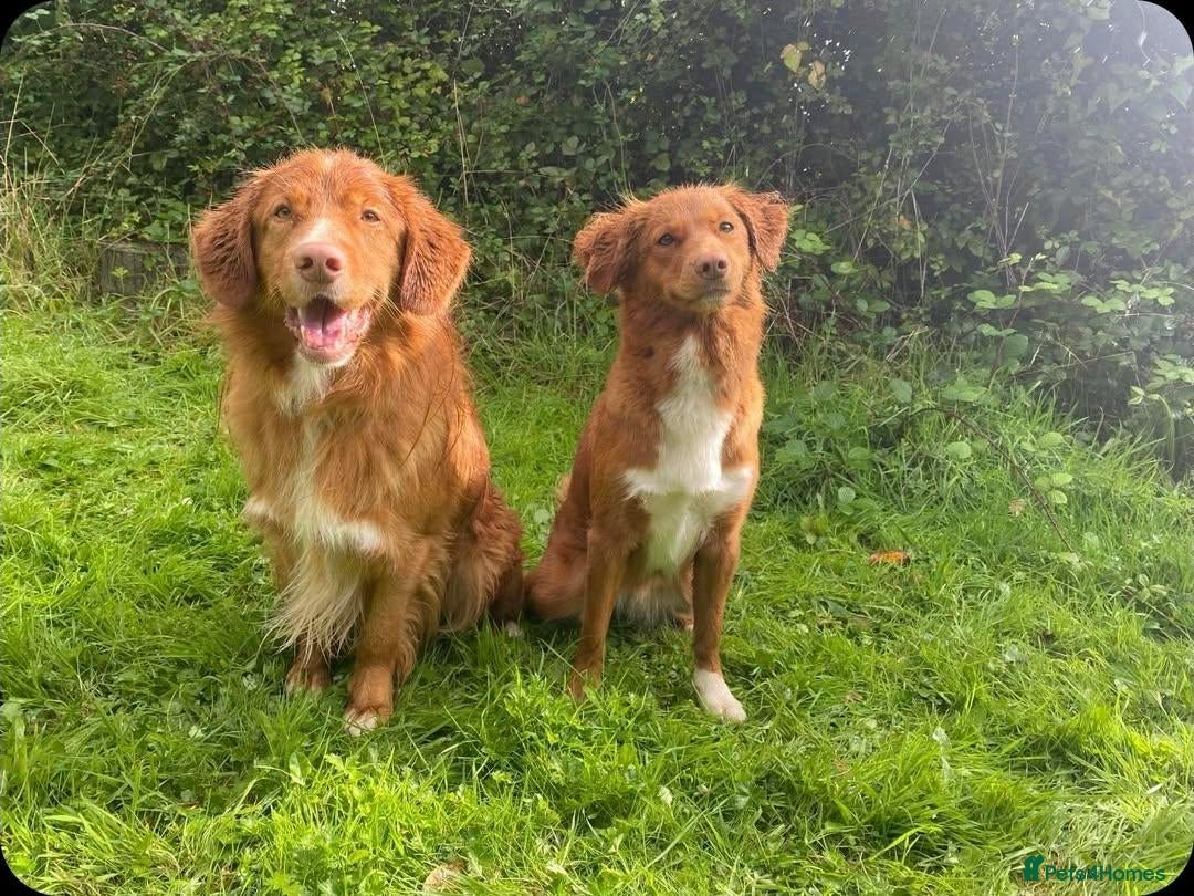 Nova Scotia Duck Tolling Retriever dogs for sale: FEMALE NSTD PUPPY BRED BY VET - Image 7