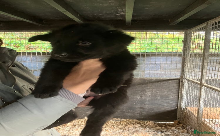 German Shepherd dogs Superb German Shepherd pups working lines - Advert 1