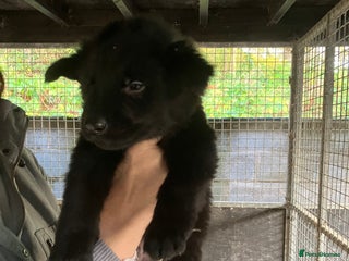 German Shepherd dogs Superb German Shepherd pups working lines - Advert 2