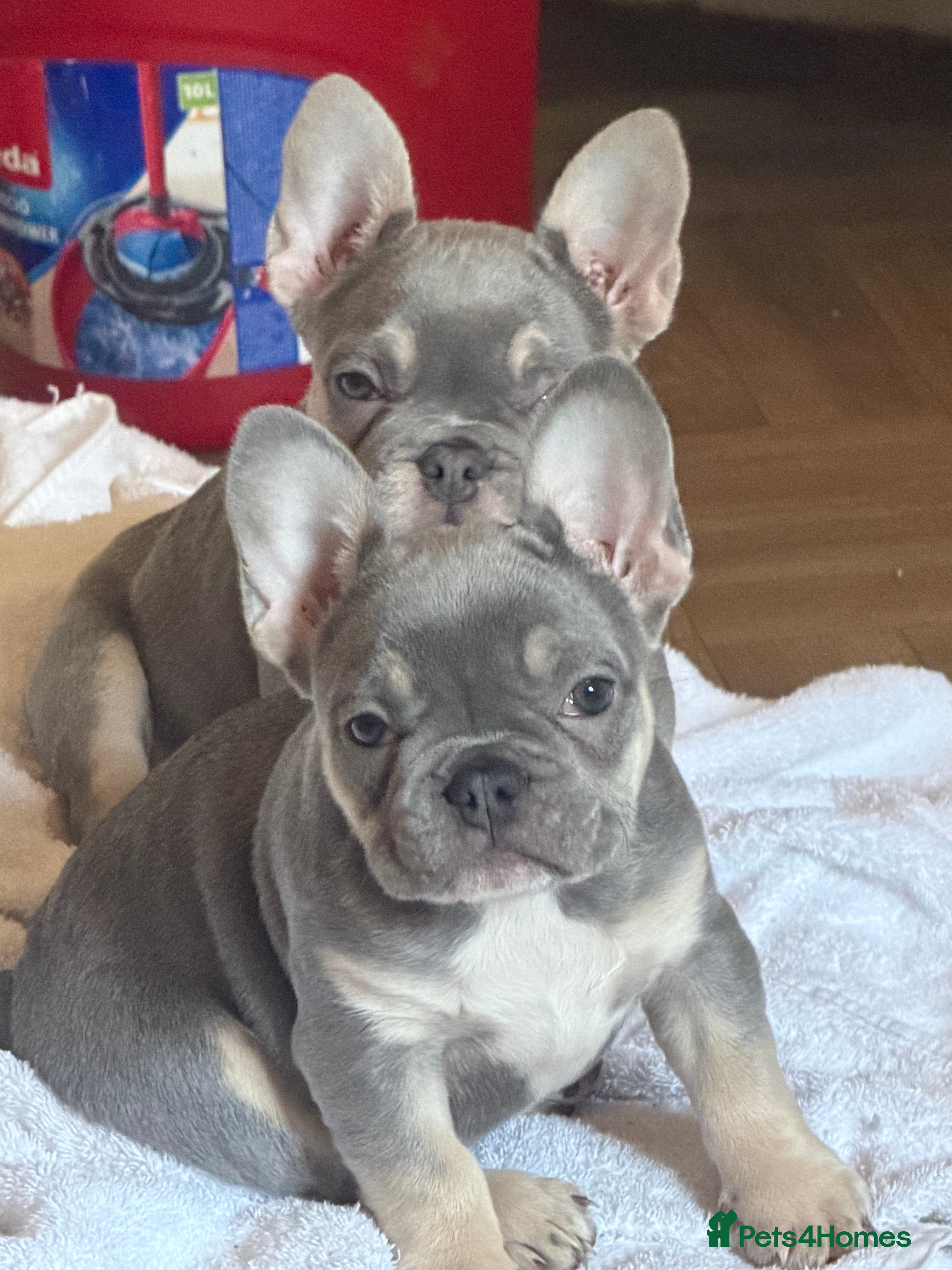 French Bulldog dogs Qaulity French bulldogs  - Advert 8