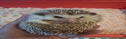 Pygmy Hedgehog rodents for sale: 2 male african pigmy hedgehogs  - Advert 4