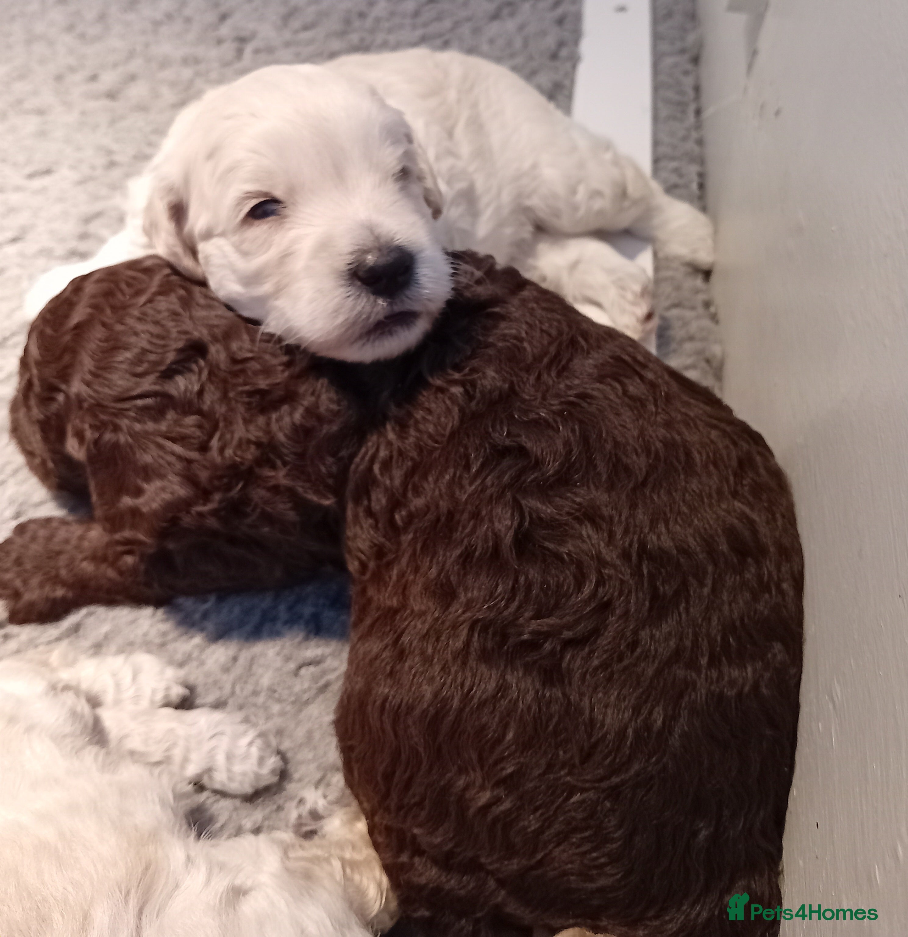 Mini Goldendoodle dogs Gorgeous Miniature Double Doodle puppies  - Advert 3