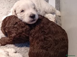 Mini Goldendoodle dogs Gorgeous Miniature Double Doodle puppies - Advert 1