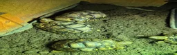 Tortoise reptiles for sale: Leopard tortoises  - Advert 3