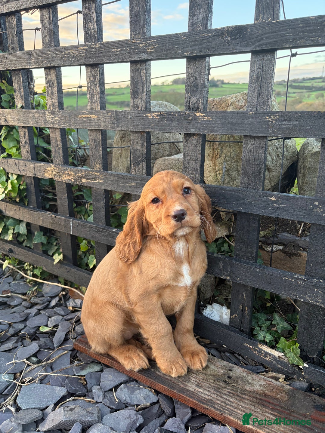 Cocker Spaniel dogs for sale: Cocker spaniel - Advert 6