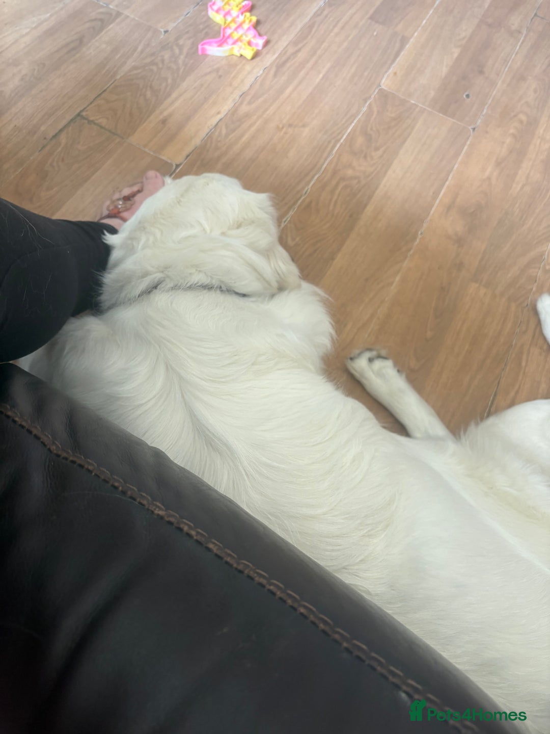 Golden Retriever dogs for sale: Golden retriever Stanley 14 months old - Advert 2