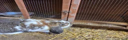 French Lop rabbits for sale: Giant frech lop - Advert 2