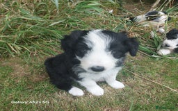 Bearded Collie dogs for sale: Working Bearded Collie pups. - Image 2