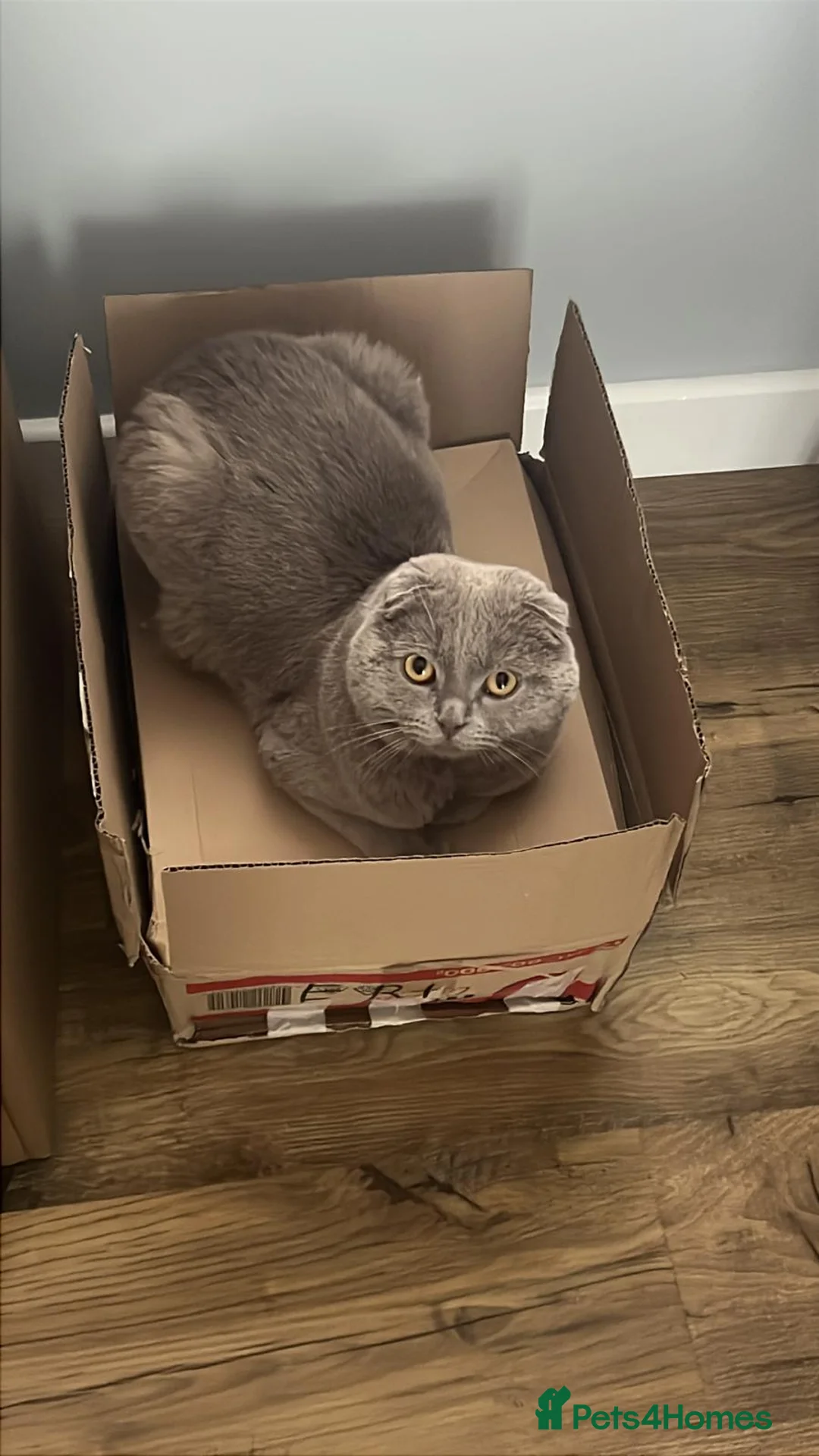 Scottish Fold cats for sale: Lovely Scottish fold male in Edinburgh - Advert 6