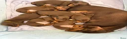 Miniature Dachshund dogs for sale: Puppies  - Advert 1