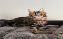 Maine Coon cats for sale: XL Russian Cubs 🇷🇺 ❤️ - Image 2