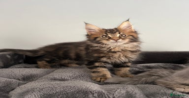 Maine Coon cats - Advert 14