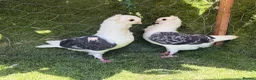 Pigeons birds for sale: Premium Breeding Pigeons Top Quality Pairs Availab - Advert 25