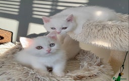 British Shorthair cats for sale: 🐻‍❄️Bundle Of Joy🐻‍❄️ - Image 2