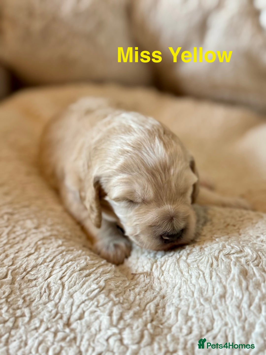 Cockapoo dogs for sale: Beautiful F1B cockapoo puppies  - Image 1