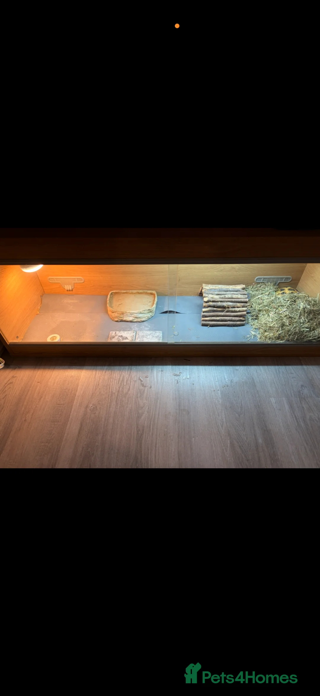 Tortoise reptiles for sale: Russian tortoise  in Cramlington - Advert 4