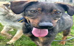 Mixed Breed dogs for adoption: Mr Bean - Norwich Norfolk  in Norwich - Image 7