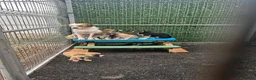Mixed Breed dogs for adoption: Evie - Milton Keynes  in Milton Keynes - Advert 14