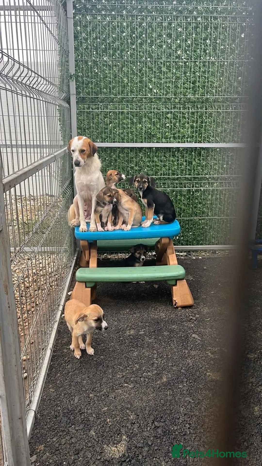 Mixed Breed dogs for adoption: Evie - Milton Keynes  in Milton Keynes - Advert 14