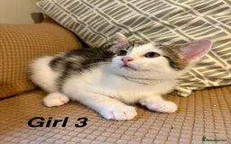 Mixed Breed cats for sale: Adorable mixed breed kittens in Kent! - Image 16