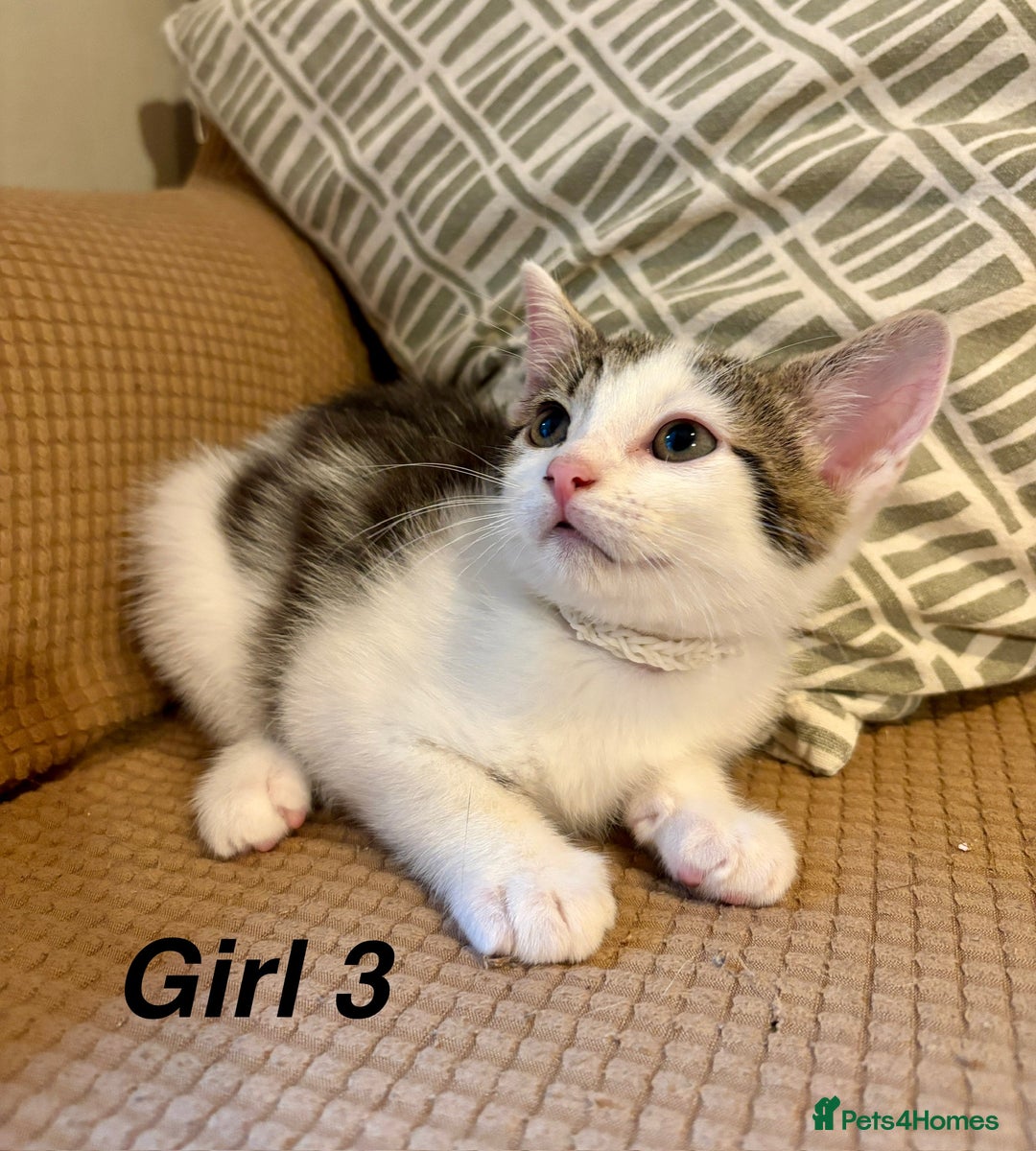 Mixed Breed cats for sale: Adorable mixed breed kittens in Kent! - Image 16