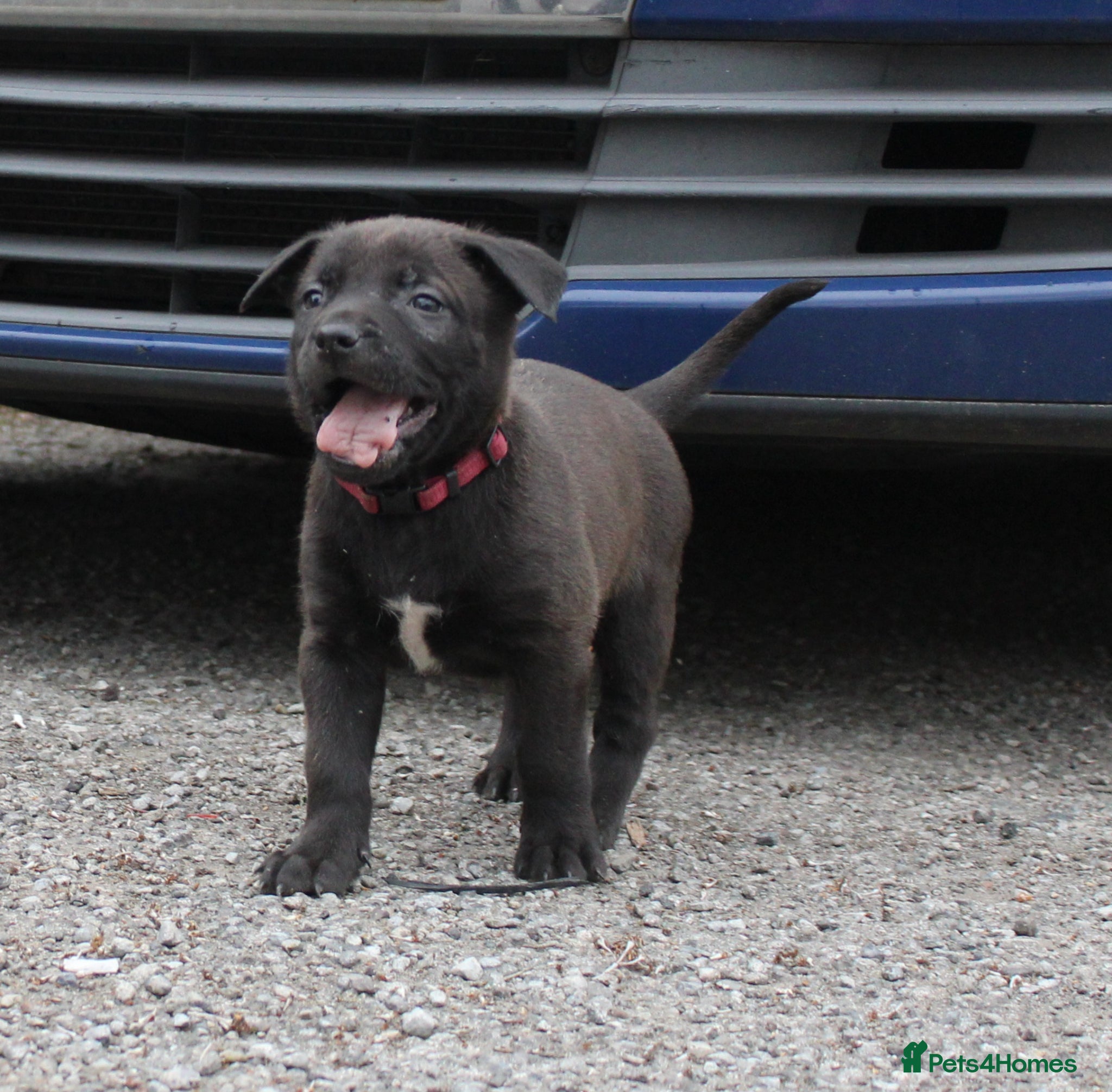Mixed Breed dogs 🧬Bull herders🧬 - Advert 2