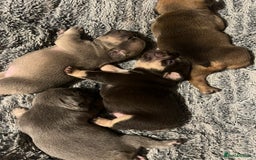 French Bulldog dogs for sale: french bulldog puppies in Manchester - Image 19