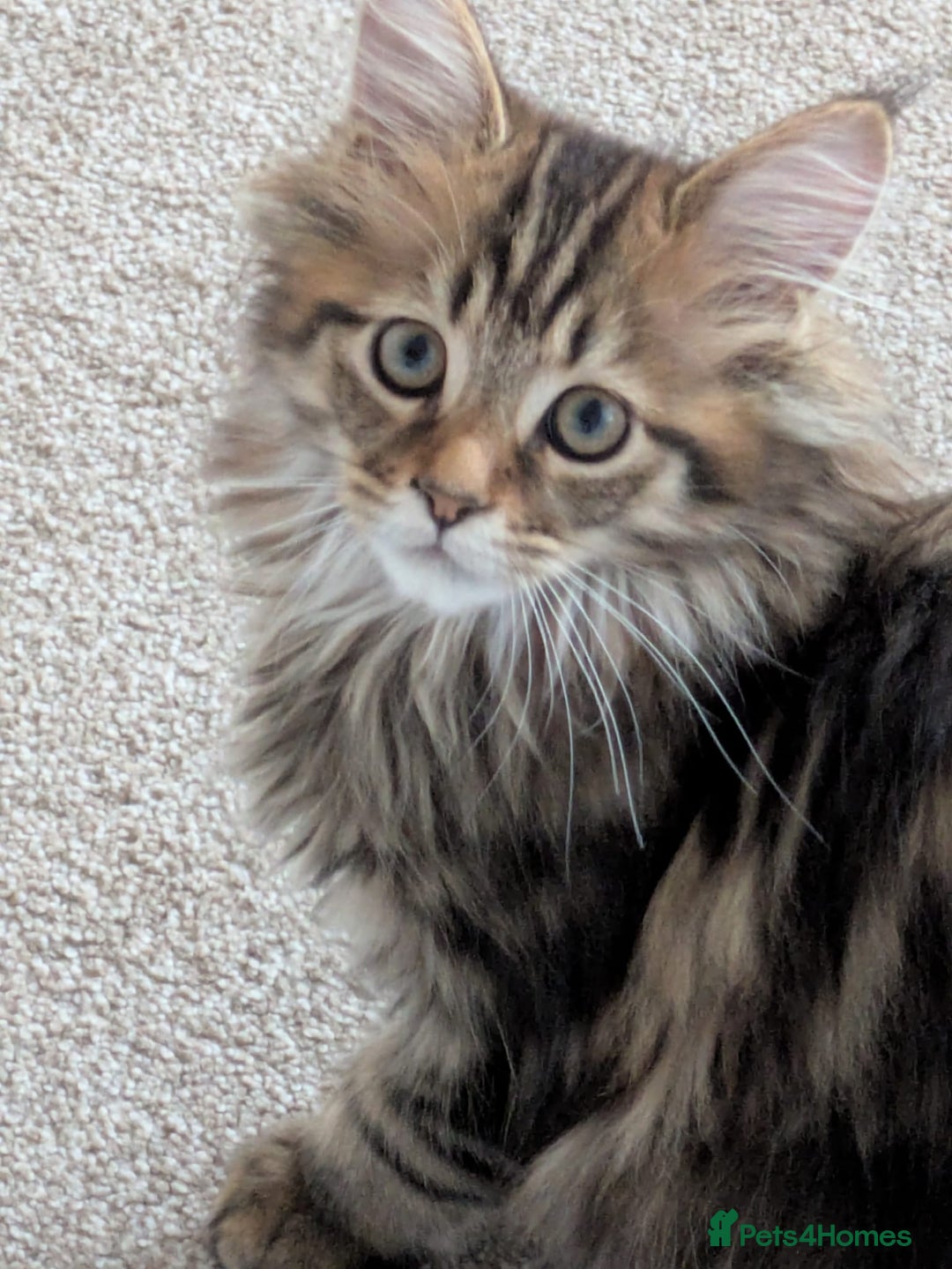 Maine Coon cats for sale: Stunning chocolate tabby kittens  - Advert 18