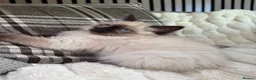 Ragdoll cats for sale: Ready❤️Gccf Luxury Seal Point Ragdoll Kittens ❤️ in Bradford - Advert 2