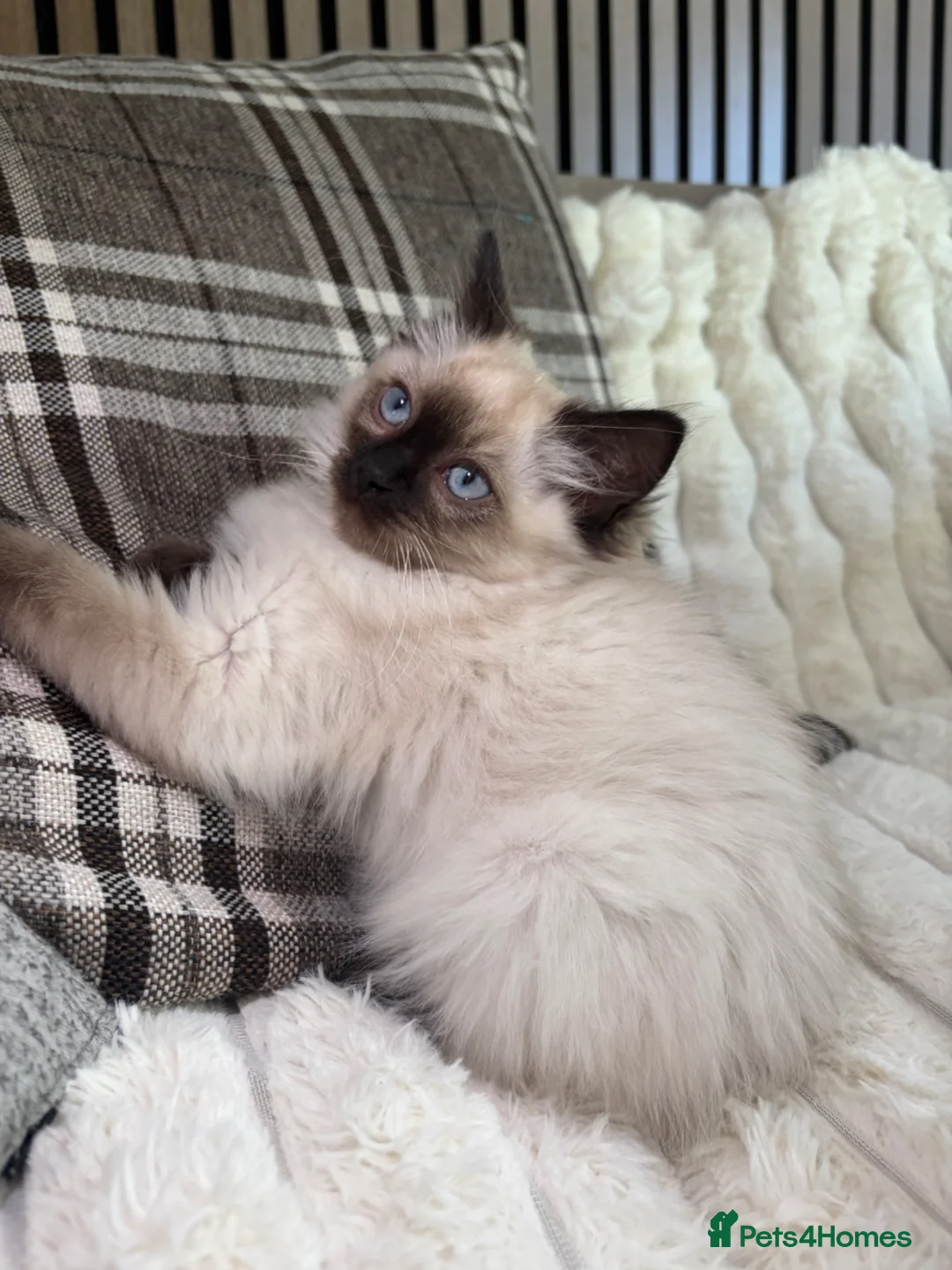 Ragdoll cats for sale: Ready❤️Gccf Luxury Seal Point Ragdoll Kittens ❤️ in Bradford - Advert 2