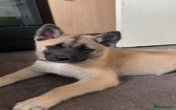 Mixed Breed dogs for sale: 13 weeks old American Akita mix - Image 6