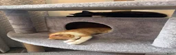 Mixed Breed cats for sale: Gorgeous Calico and Ginger kittens in Eastleigh - Advert 12