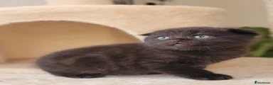 Scottish Fold Kitten 7