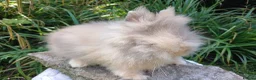 Lionhead rabbits for sale: Stunning DM lionhead baby rabbits - Advert 8