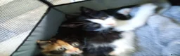 Domestic Shorthair cats for sale: Stunning litter of 4 - Advert 14