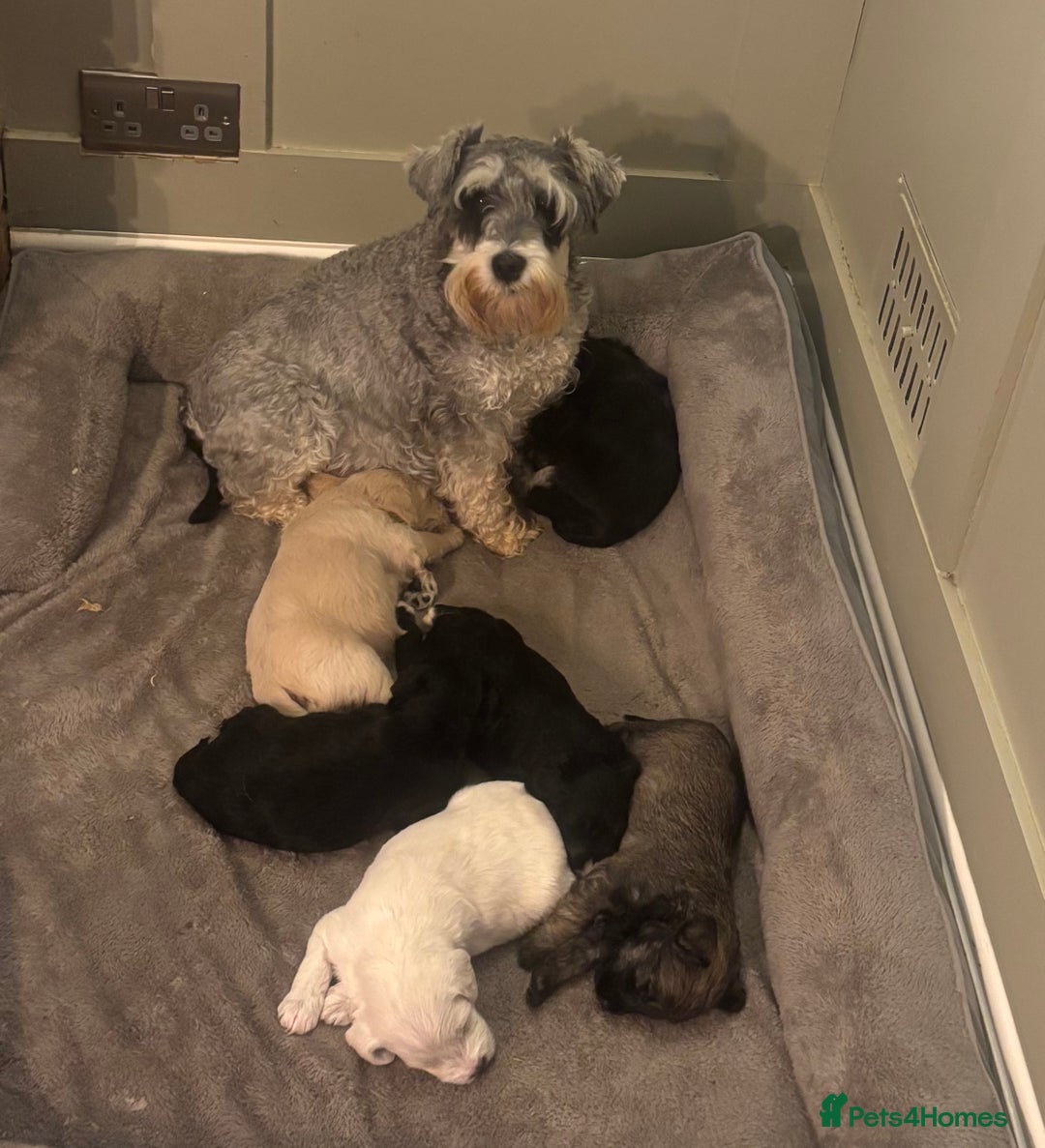 Schnoodle dogs for sale: Beautiful Schnoodle Puppies KC Reg Parents!!  - Image 7