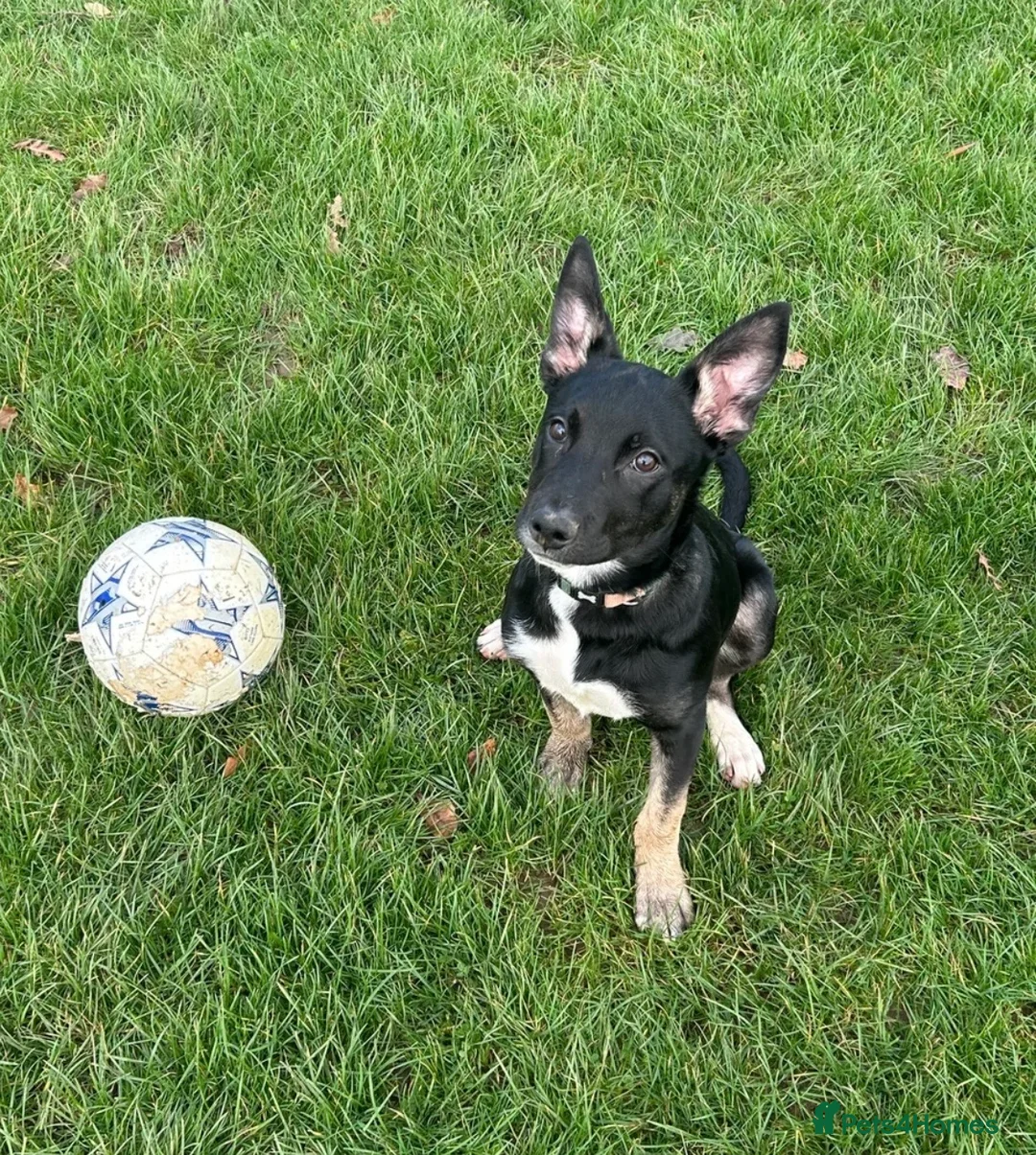 Belgian Shepherd Dog dogs for sale: Belgian Malinois - Advert 2