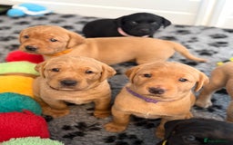 Labrador Retriever dogs for sale: Beautiful KC Registered Labrador Puppies - Image 9