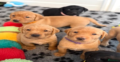 Labrador Retriever dogs - Advert 2